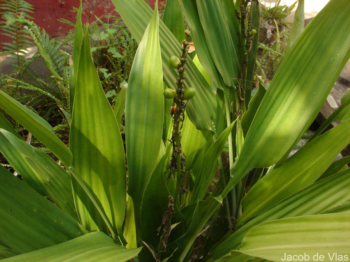 Dracaena aubryana Brongn. ex É.Morren